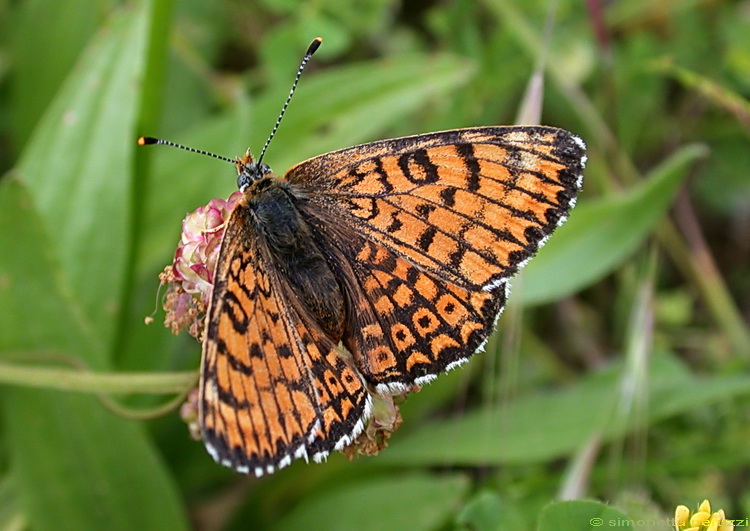 Melitaea cinxia